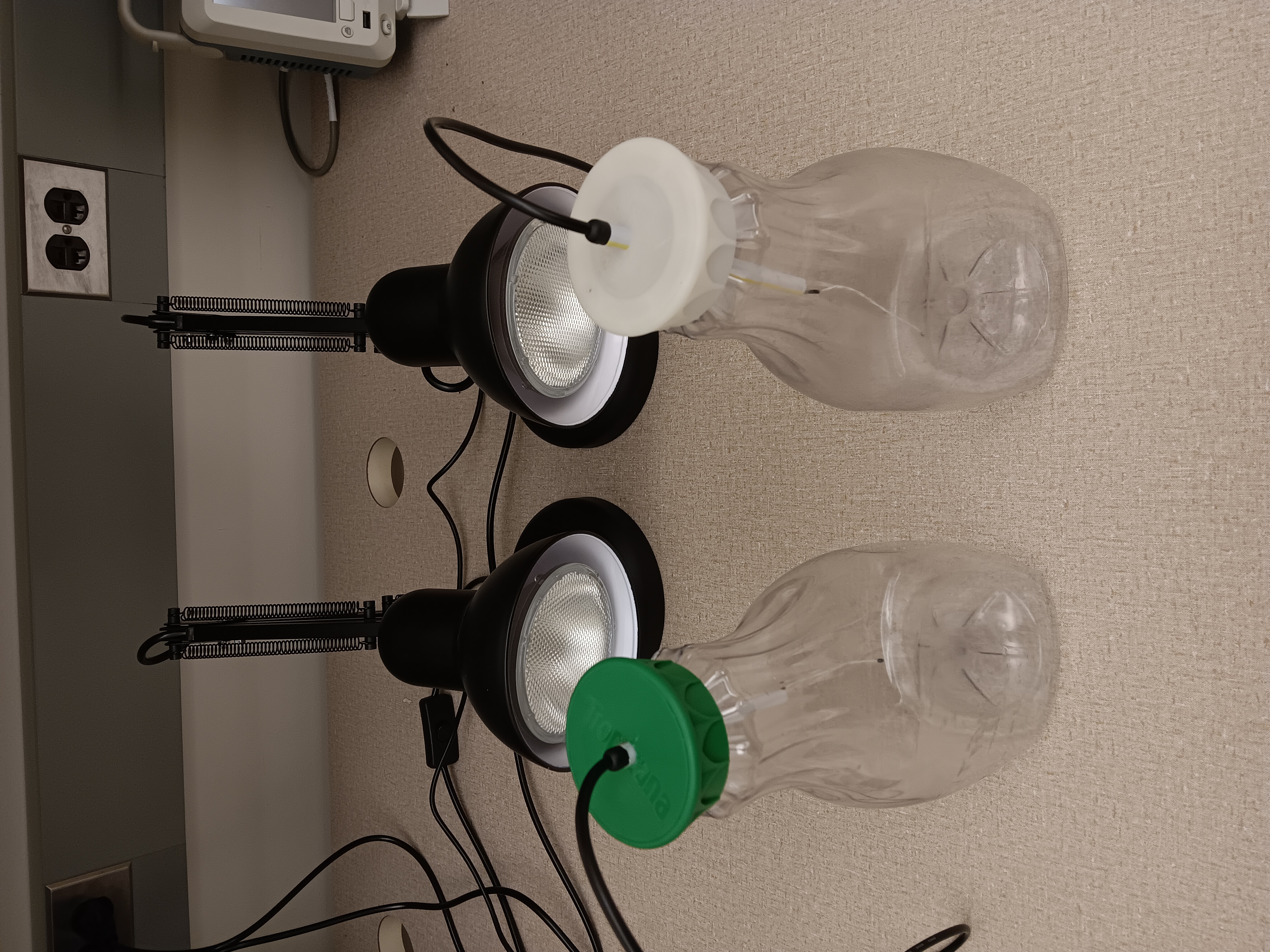Lab photo GreenhouseExperimentSetup.jpg